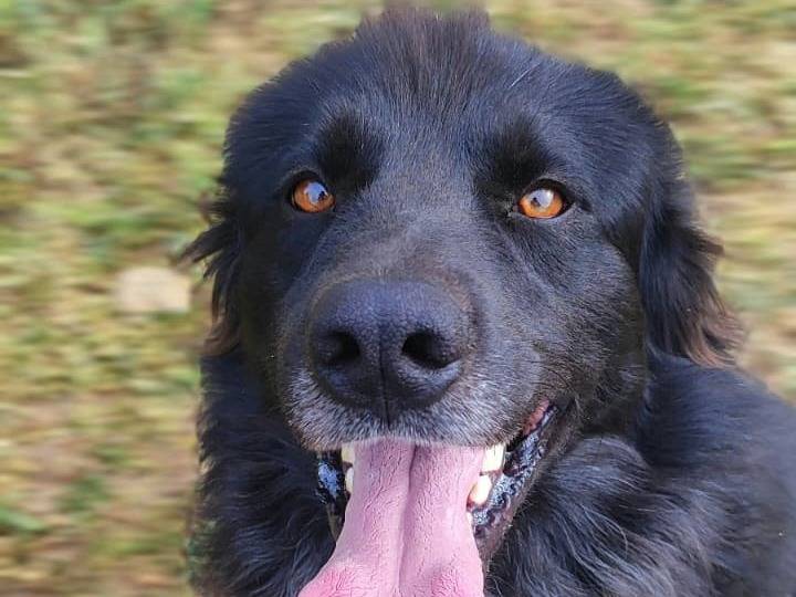 Adotta un cane, maschio, 1 anno e 11 mesi, Milano
