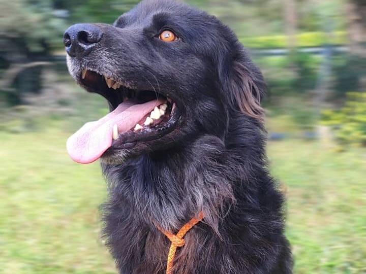 Adotta un cane, taglia grande, maschio, Milano