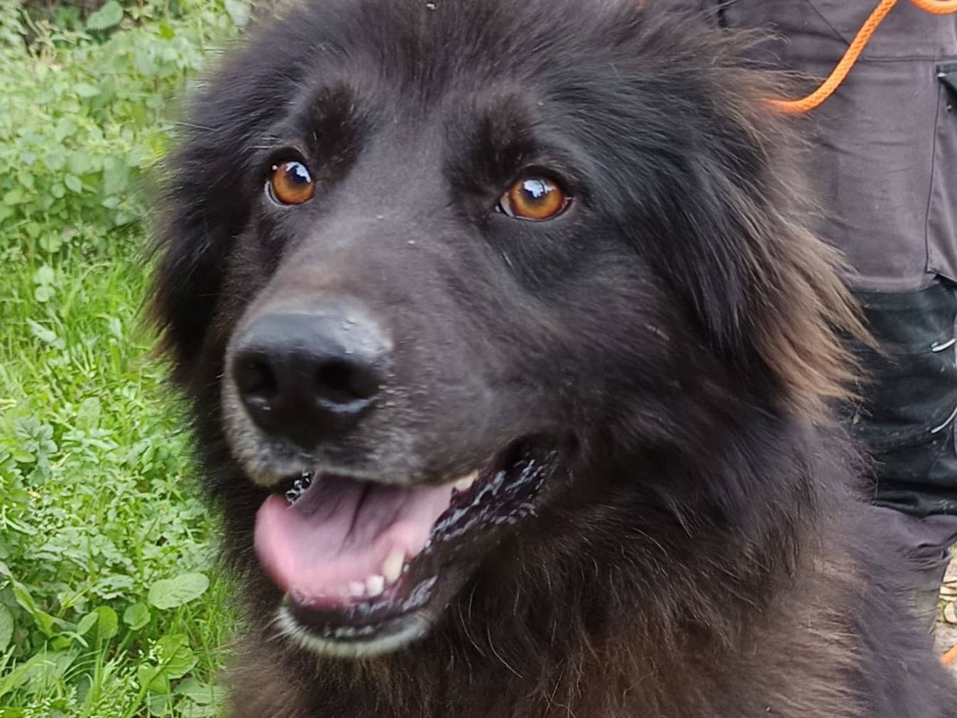 Adozione cane, maschio, Razza sconosciuta Razza sconosciuta, 1 anno e 11 mesi, taglia grande, Milano