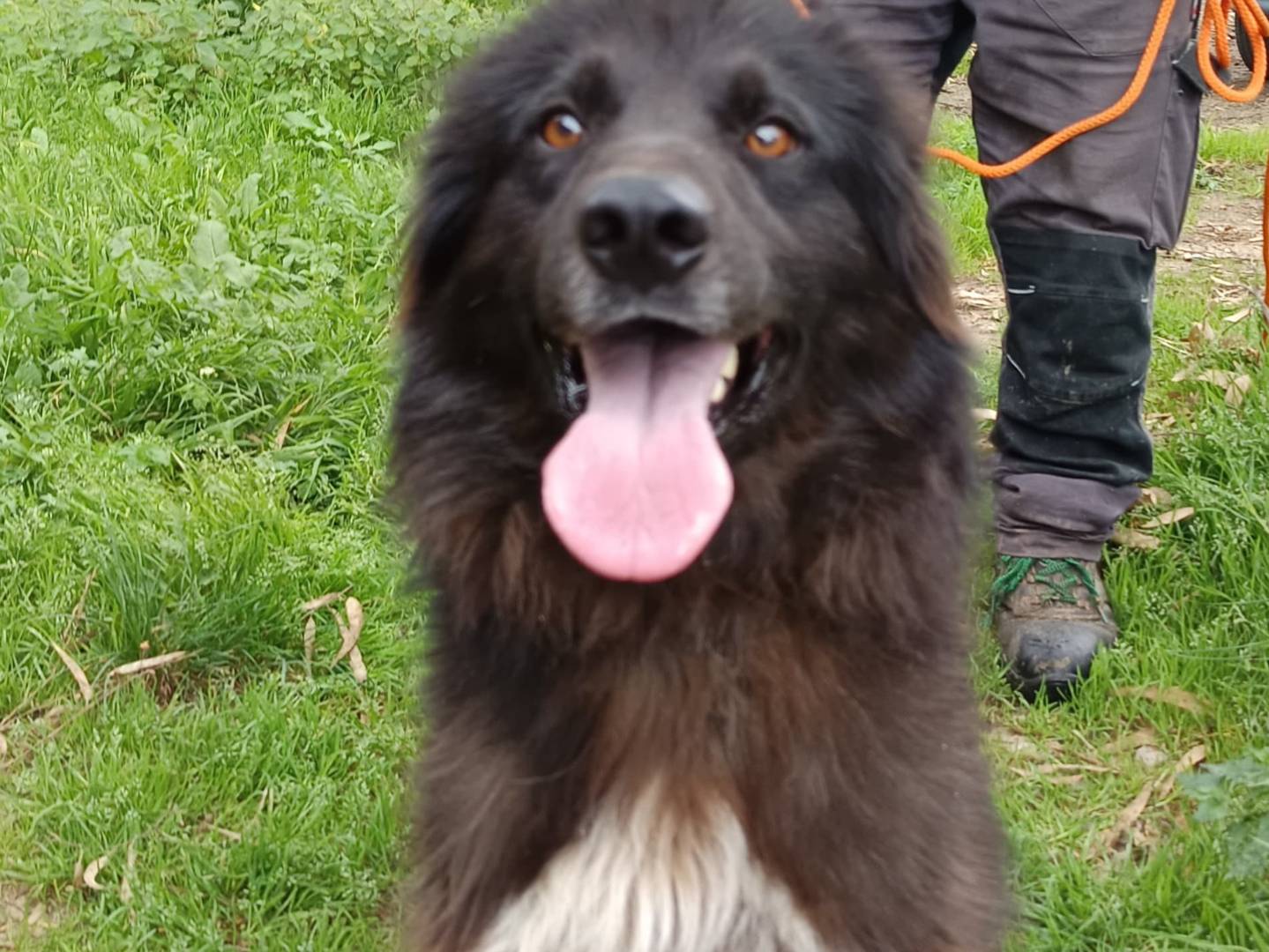 Vuoi adottare un cane a Milano?