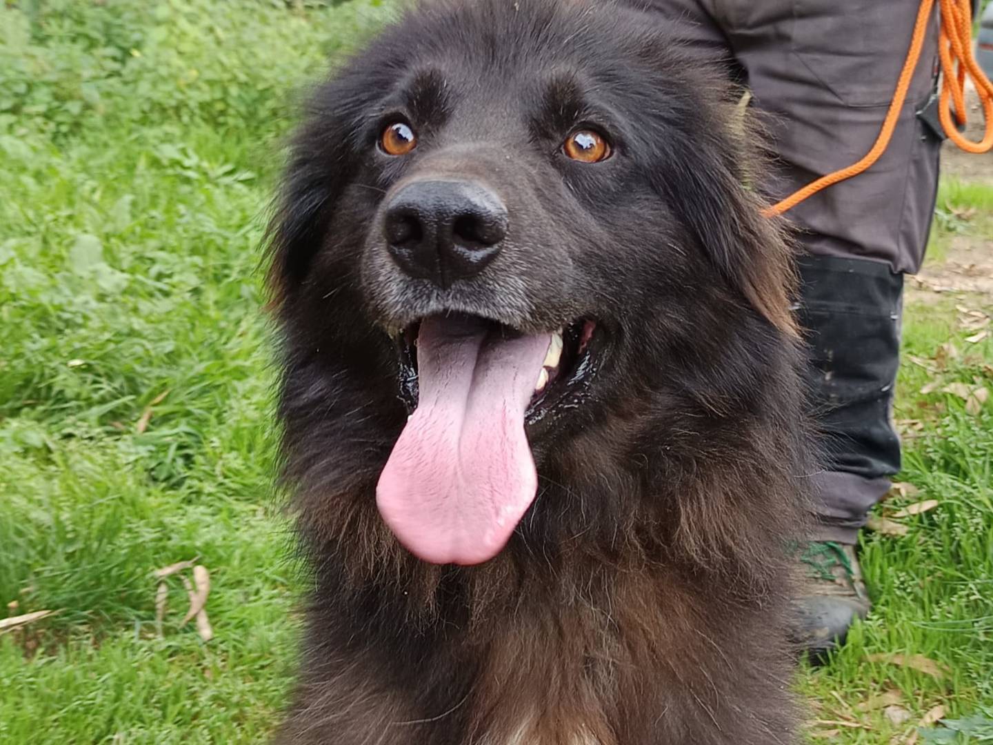 Adotta il cane Nerone a Milano
