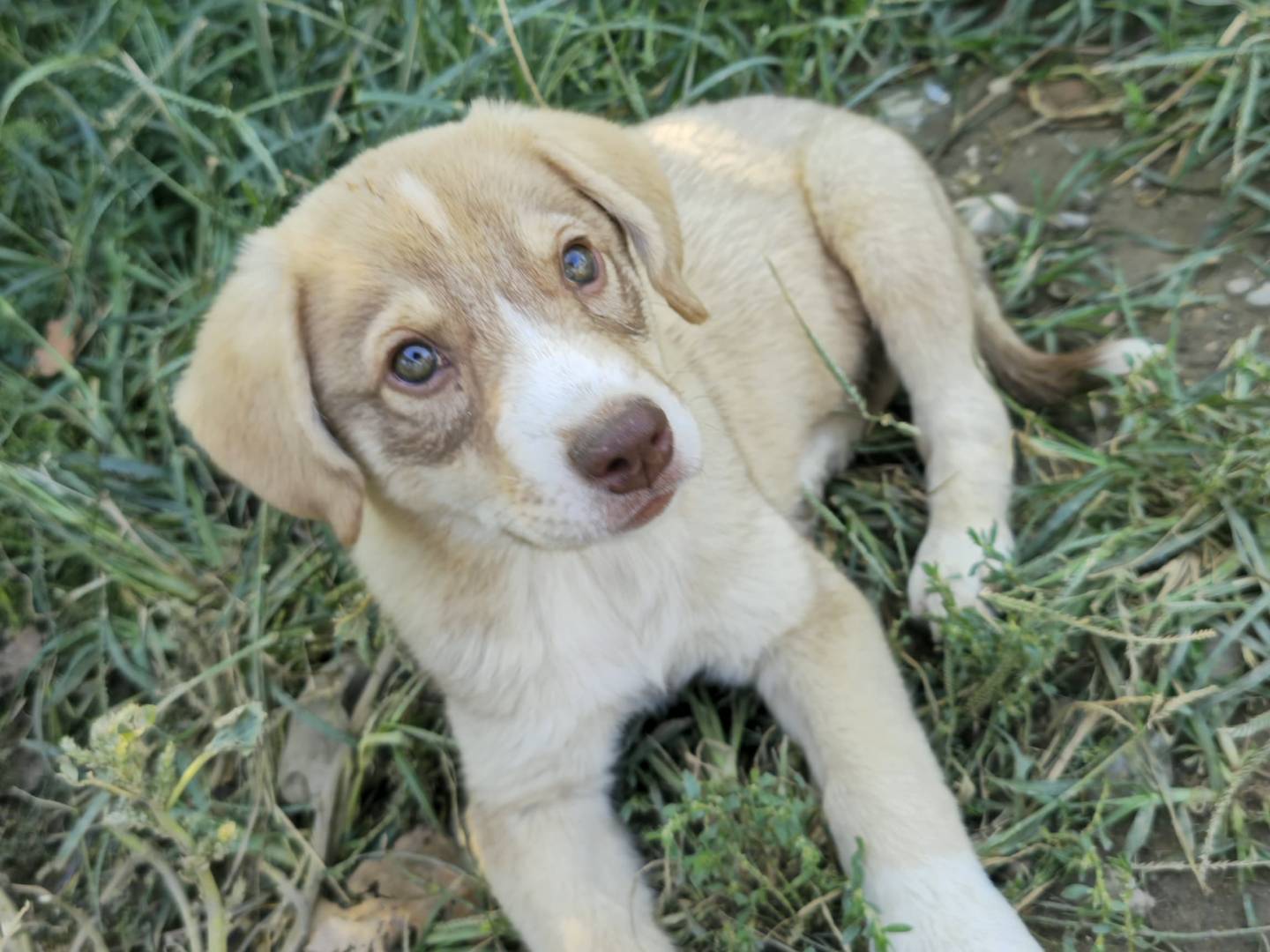 Adozione cane, femmina, Razza sconosciuta Razza sconosciuta, 3 mesi, taglia piccola, Udine