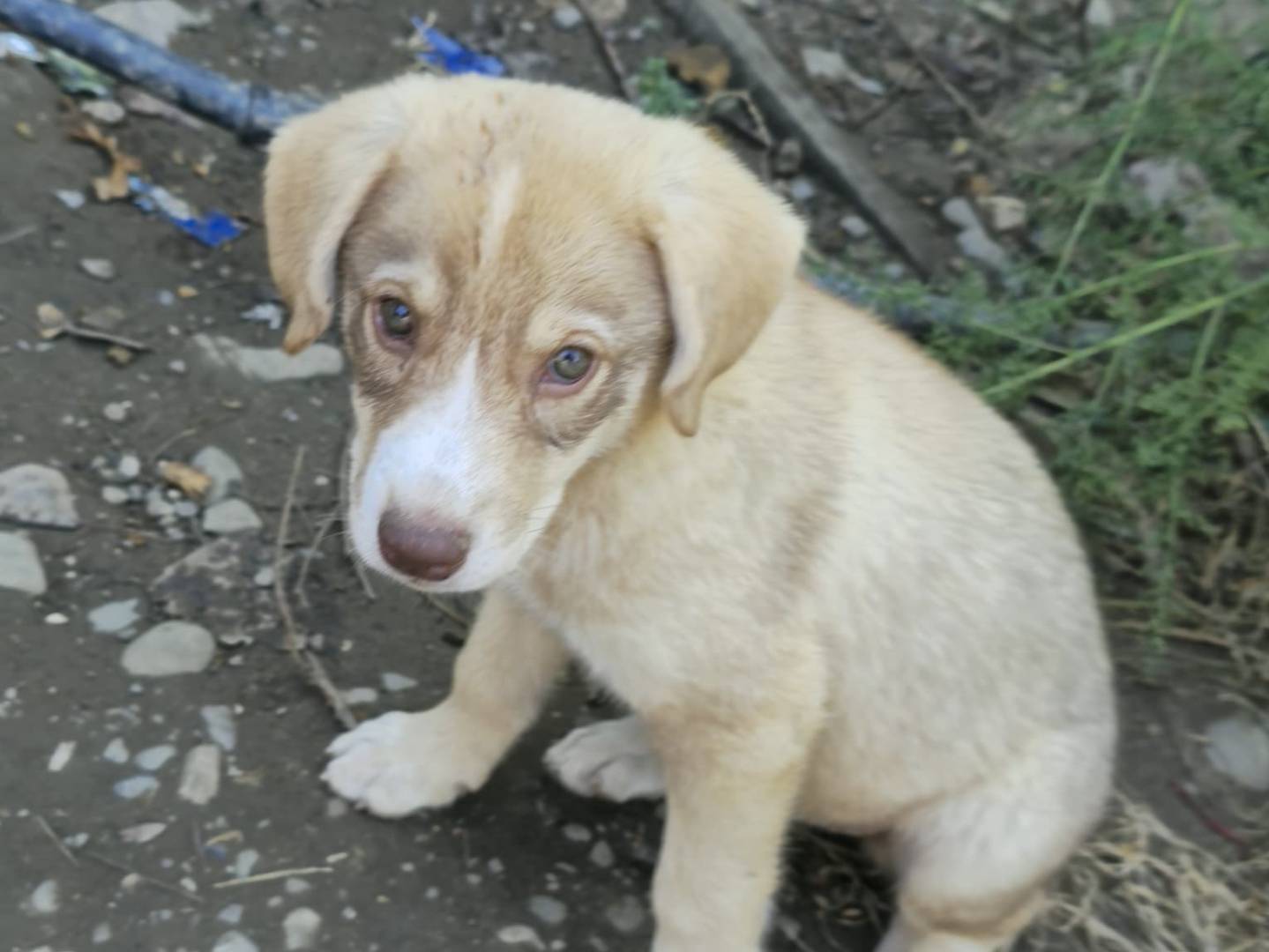 Adotta un cane, femmina, 3 mesi, Udine