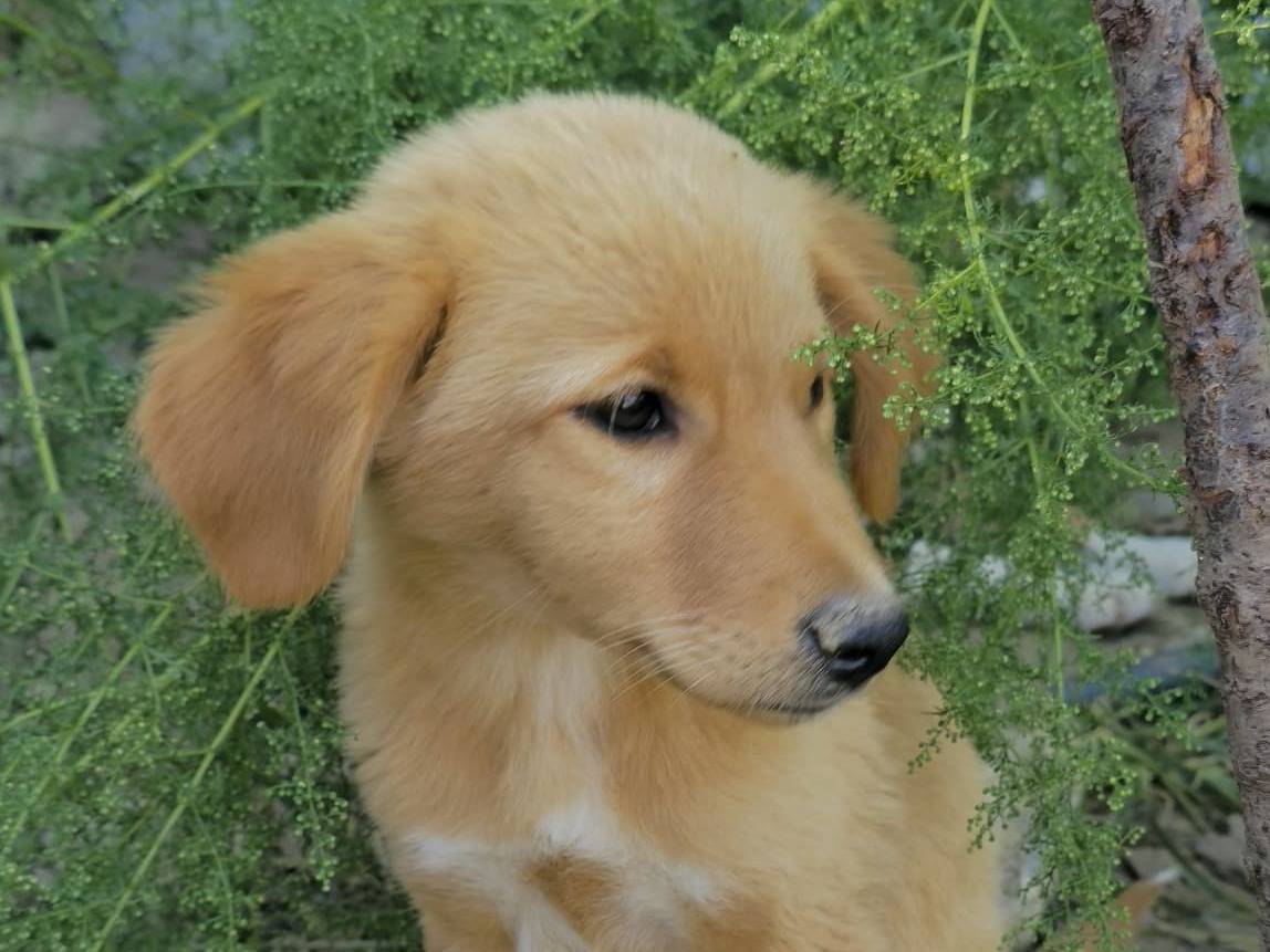 Adozione cane, femmina, Razza sconosciuta Razza sconosciuta, 3 mesi, taglia piccola, Udine