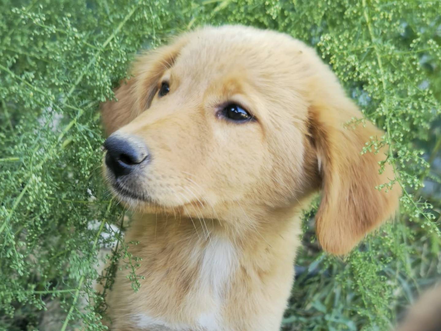 Adotta un cane, femmina, 3 mesi, Udine