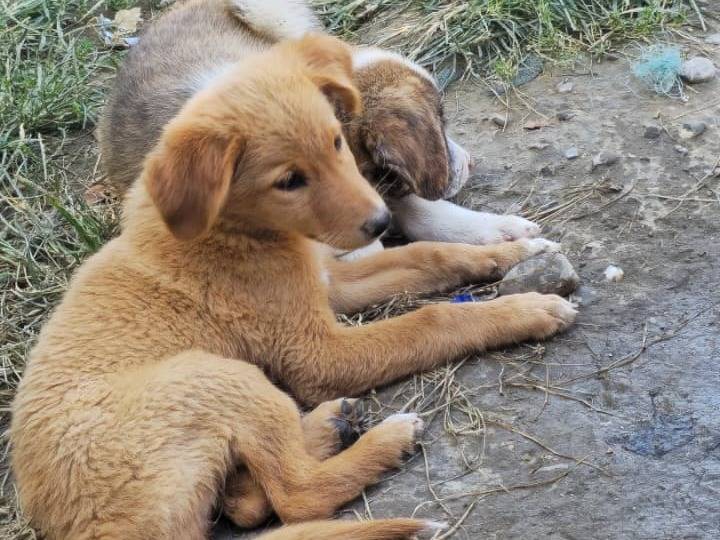 Adotta un cane, taglia piccola, femmina, Udine