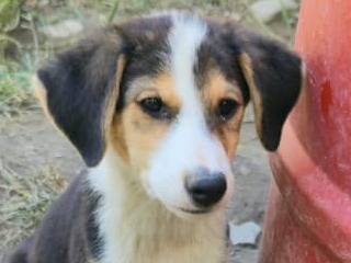 Adozione cane, femmina, Razza sconosciuta Razza sconosciuta, 3 mesi, taglia piccola, Udine