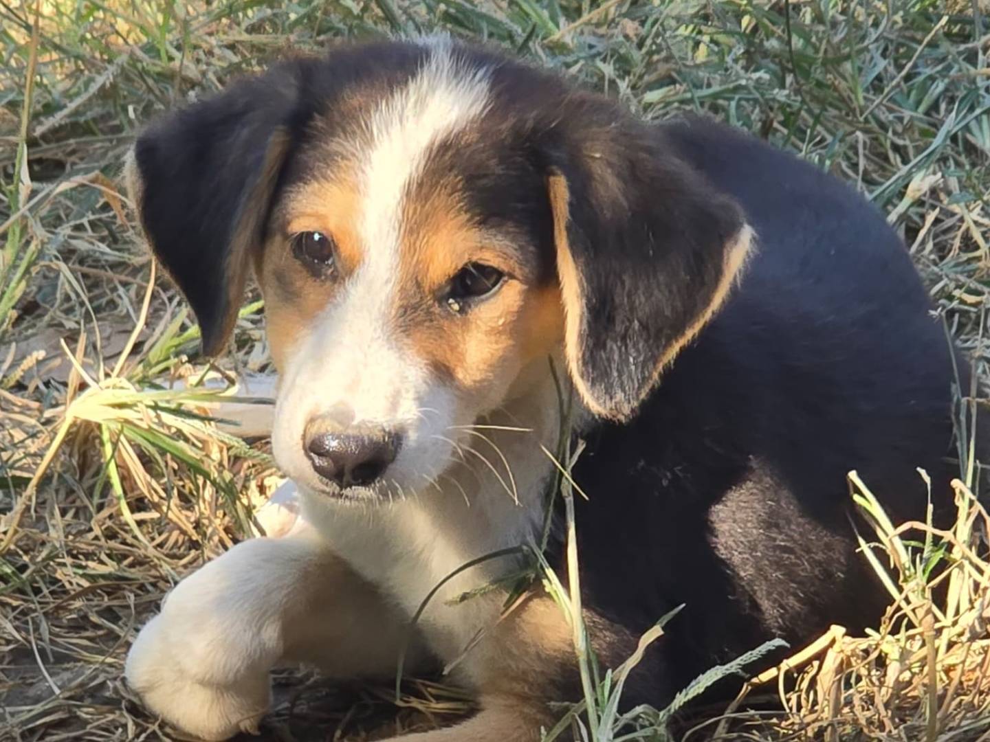 Adotta un cane, femmina, 3 mesi, Udine