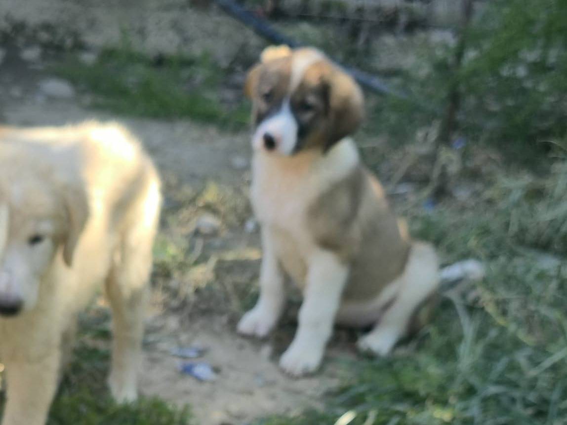 Adotta un cane, femmina, 3 mesi, Udine