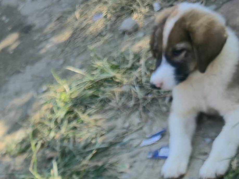Adotta un cane, taglia piccola, femmina, Udine