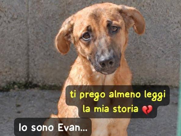 Adozione cane, maschio, Razza sconosciuta Razza sconosciuta, 1 anno e 1 mese, taglia media, Genova