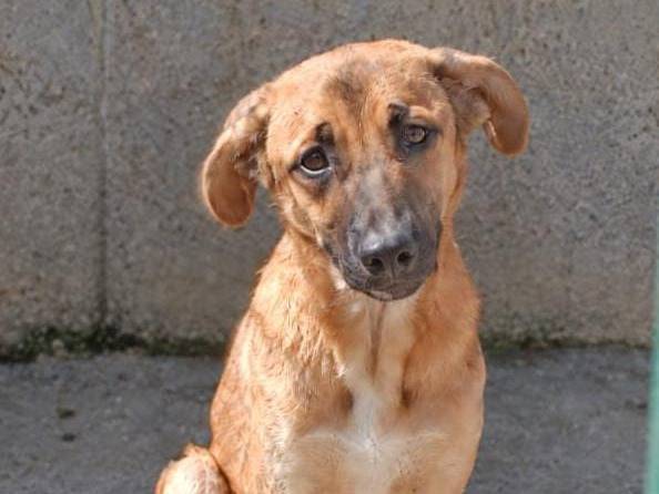 Adotta un cane, maschio, 1 anno e 1 mese, Genova