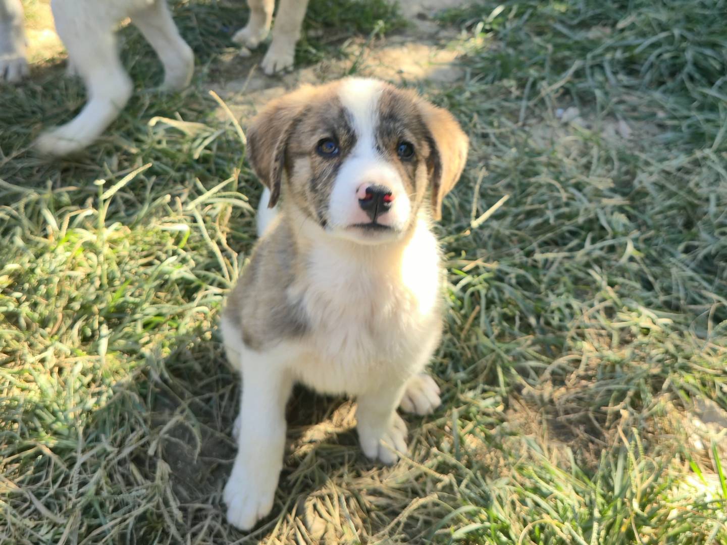 Adozione cane, femmina, Razza sconosciuta Razza sconosciuta, 3 mesi, taglia piccola, Udine