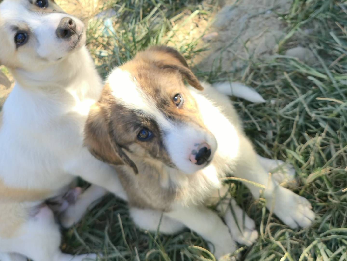 Adotta un cane, femmina, 3 mesi, Udine