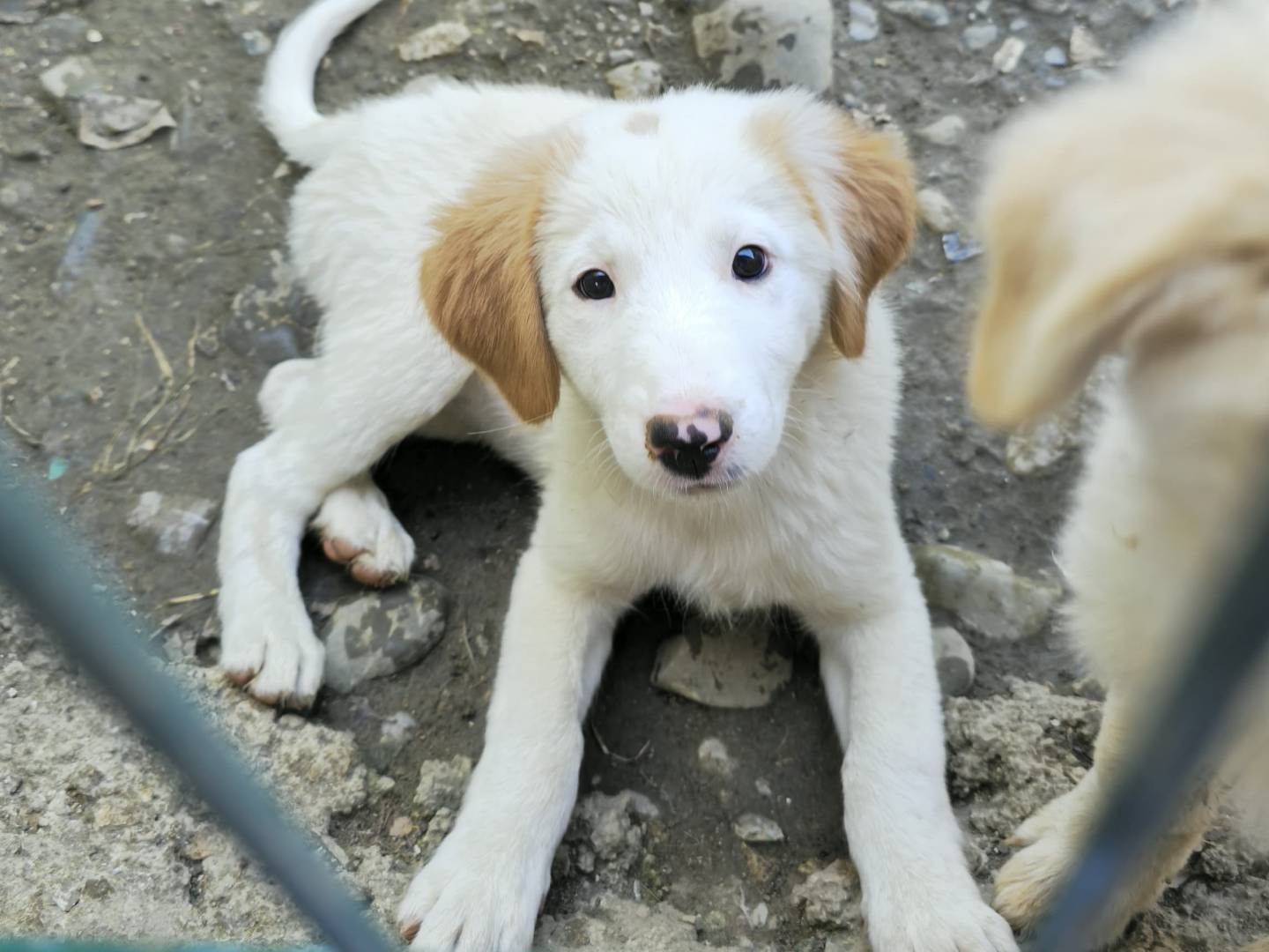 Adotta un cane, femmina, 3 mesi, Udine