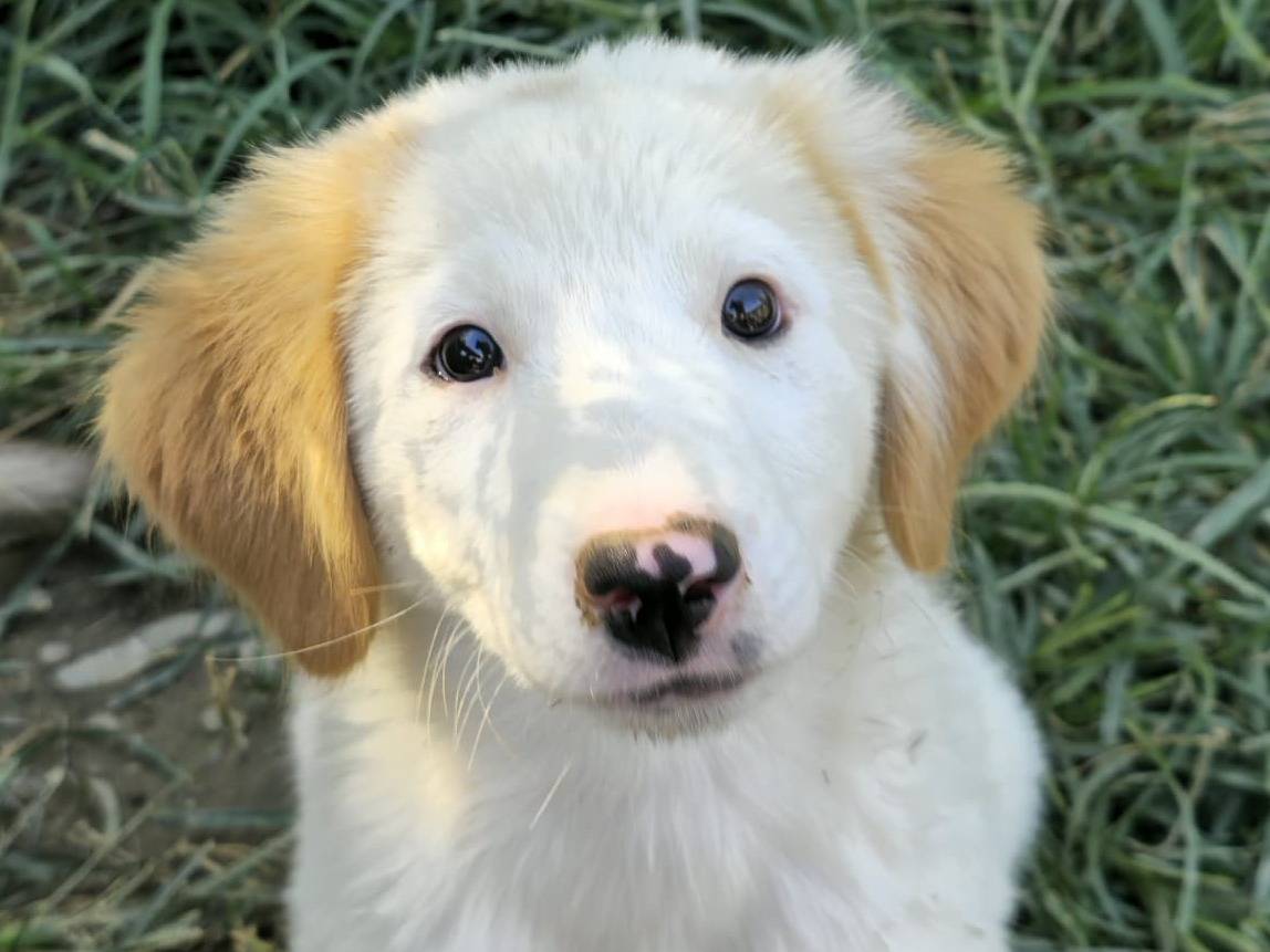 Adozione cane, femmina, Razza sconosciuta Razza sconosciuta, 3 mesi, taglia piccola, Udine