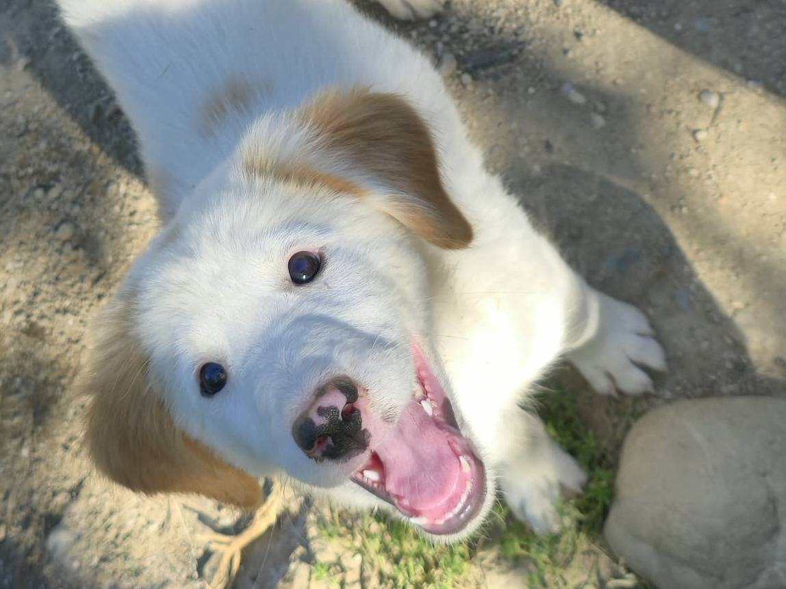 Adotta un cane, taglia piccola, femmina, Udine