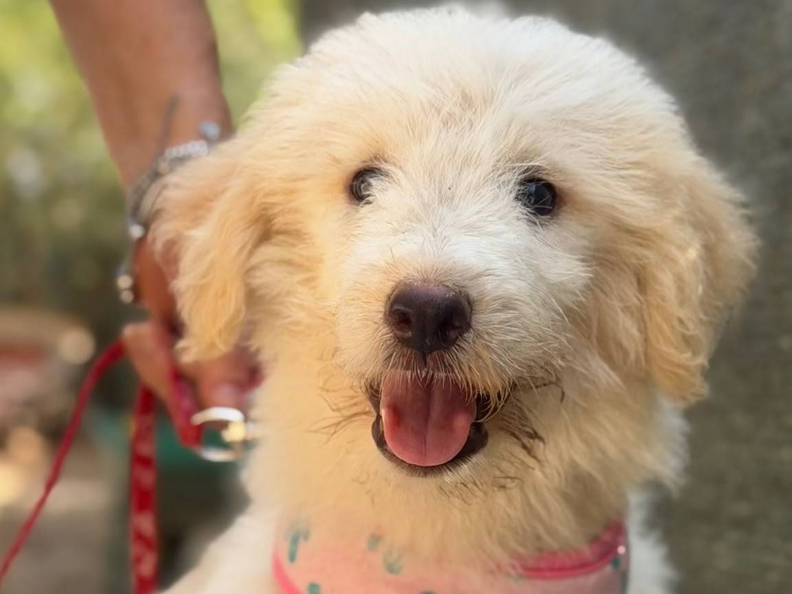 Adozione cane, femmina, Pastore maremmano Spinone, 2 mesi, taglia grande, Lecce