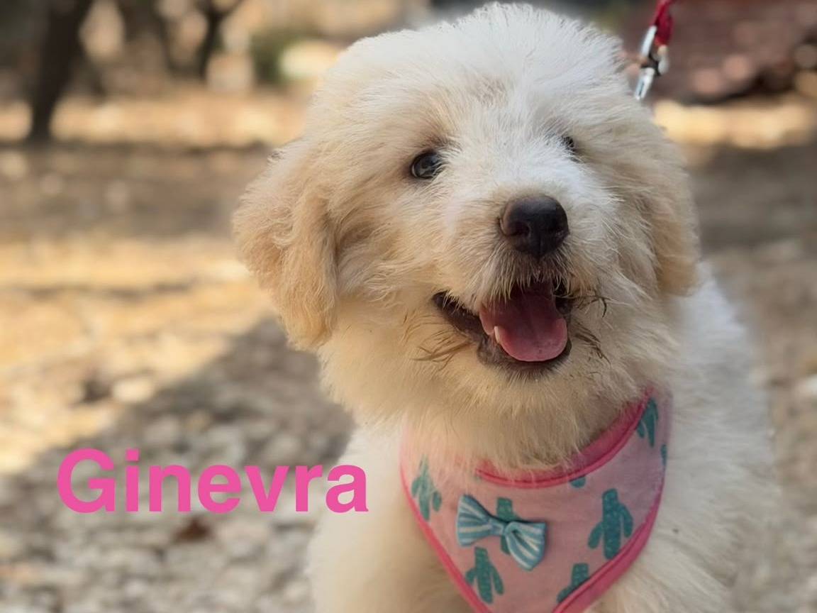 Adotta un cane, femmina, 2 mesi, Lecce