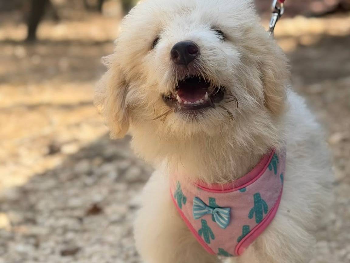 Adotta un cane, taglia grande, femmina, Lecce