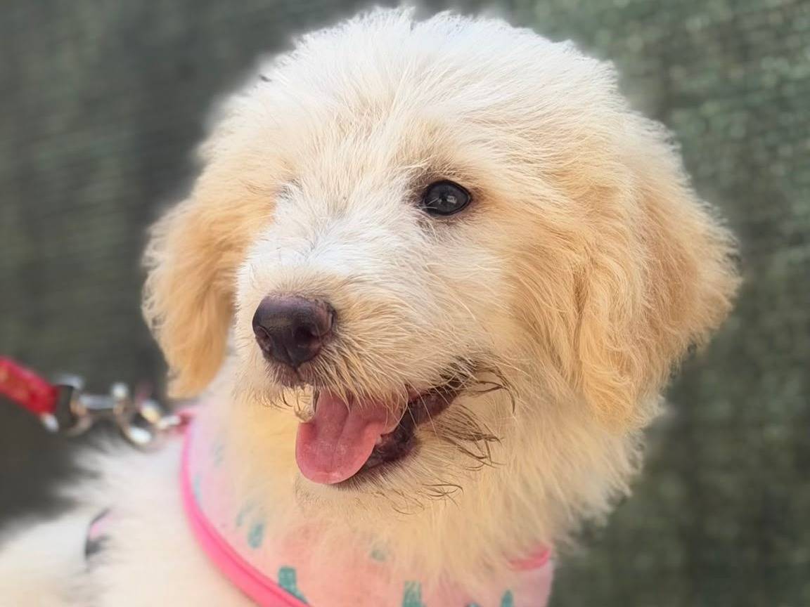 Vuoi adottare un cane a Lecce?