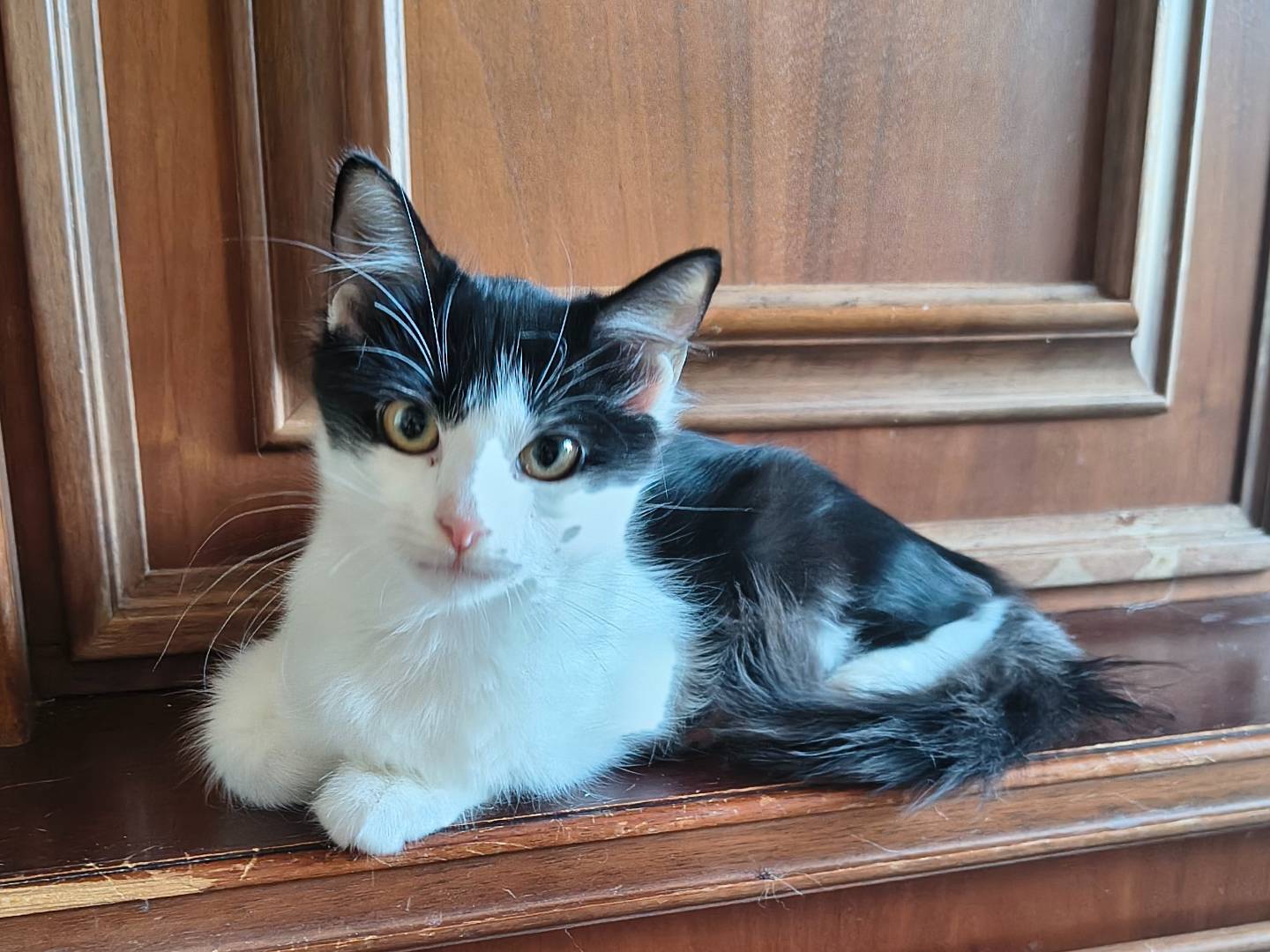 Adozione gatto, femmina, Razza sconosciuta Razza sconosciuta, 4 mesi, taglia non valida, Varese