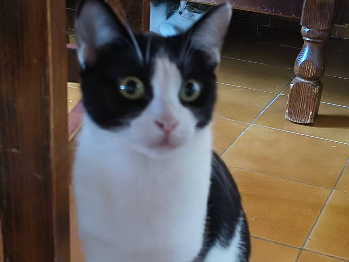 Adotta un gatto, femmina, 4 mesi, Varese