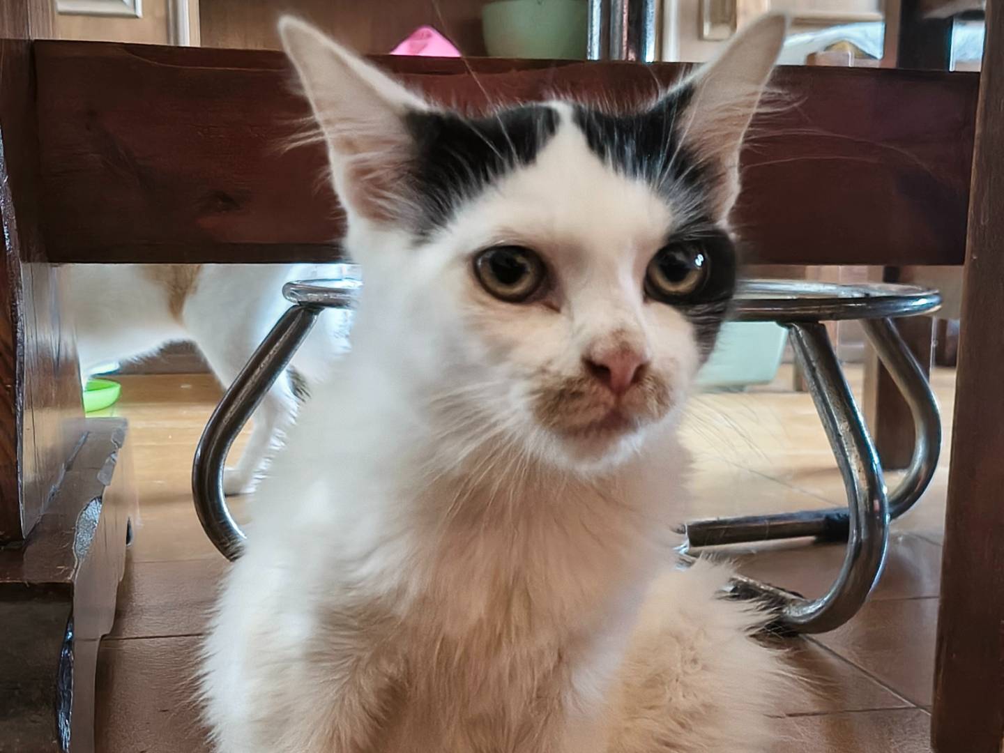 Adotta un gatto, taglia non valida, femmina, Varese