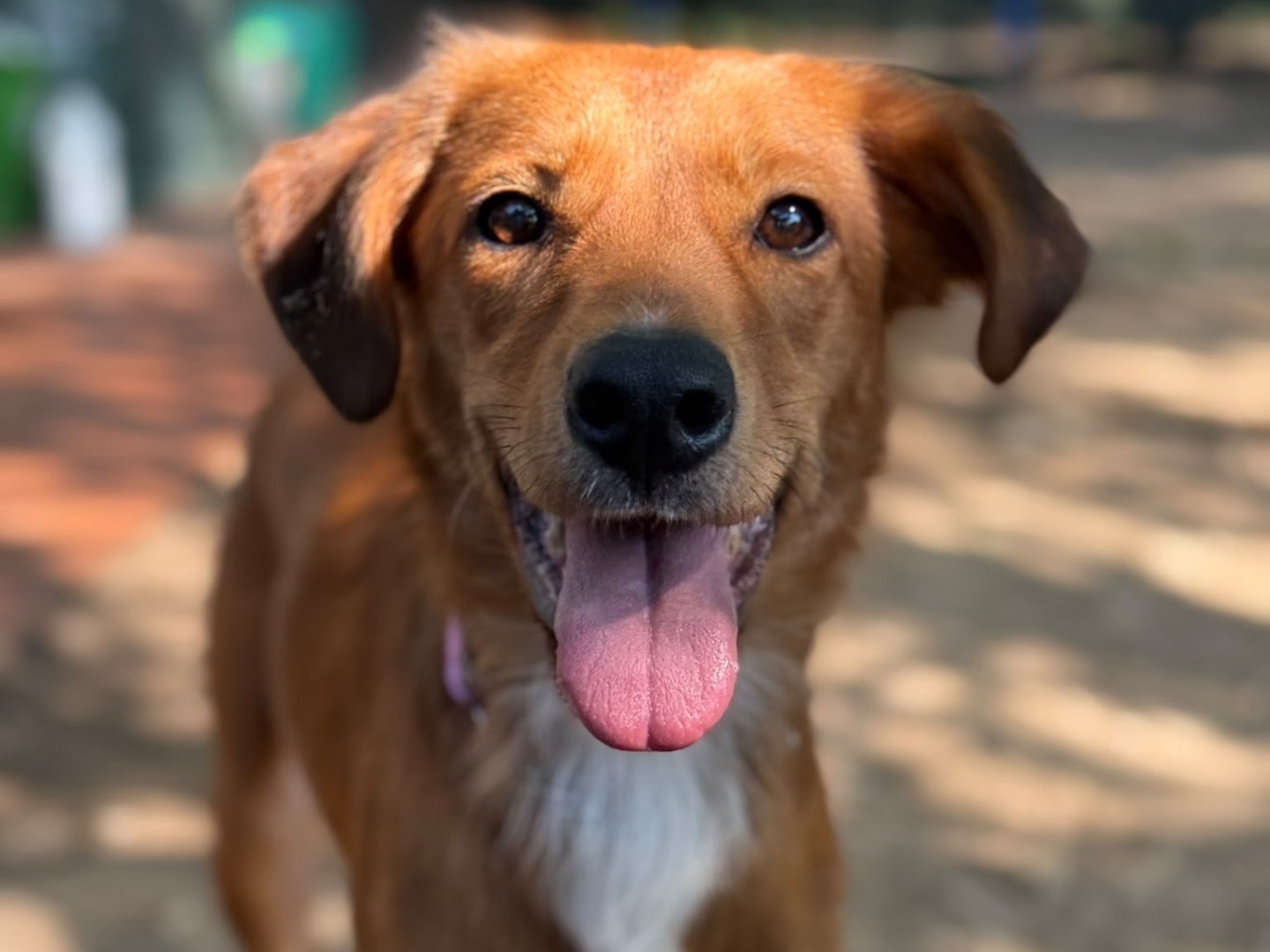 Adozione cane, femmina, Razza sconosciuta Razza sconosciuta, 4 anni e 6 mesi, taglia media, Milano