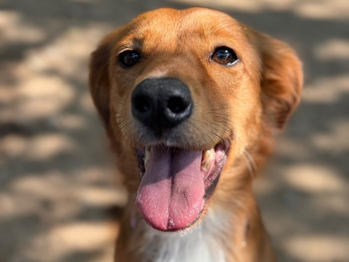 Adotta un cane, femmina, 4 anni e 6 mesi, Milano