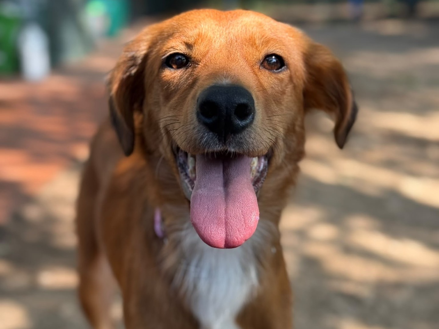 Adotta un cane, taglia media, femmina, Milano