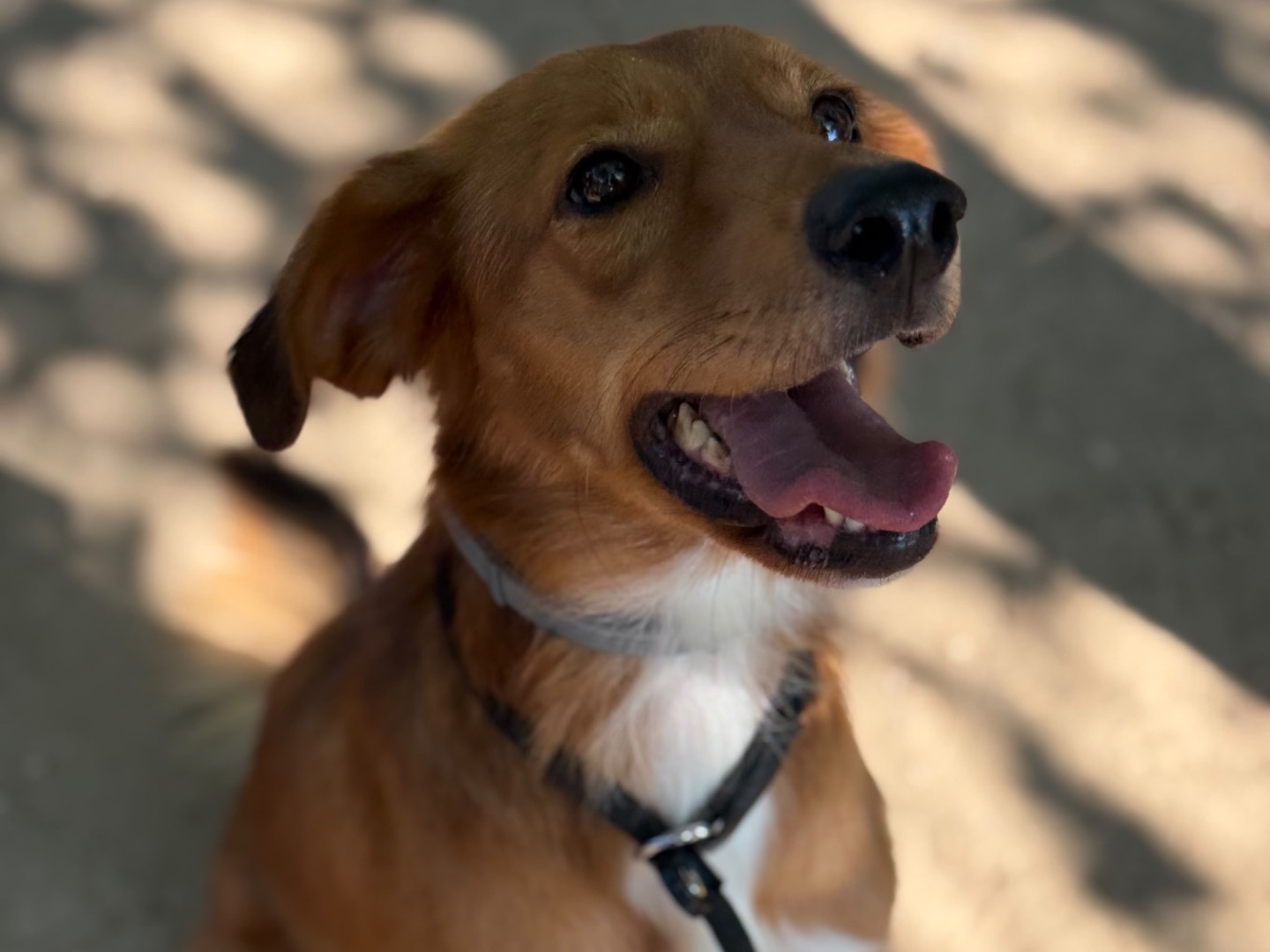 Vuoi adottare un cane a Milano?