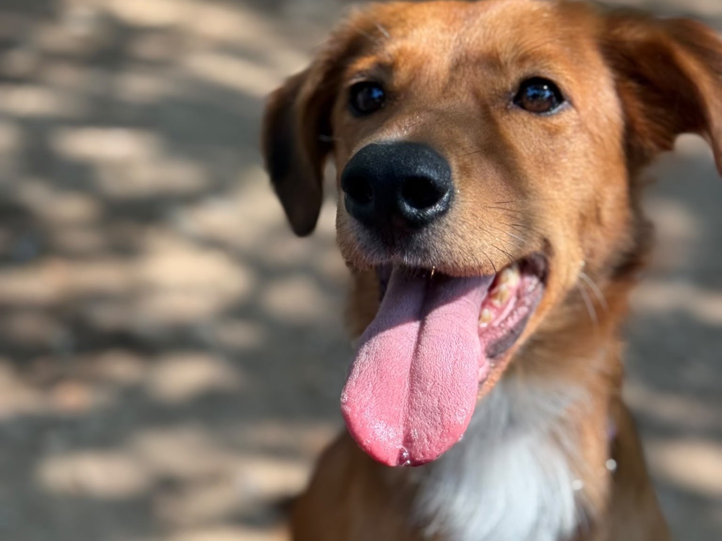 Adotta il cane Lola a Milano