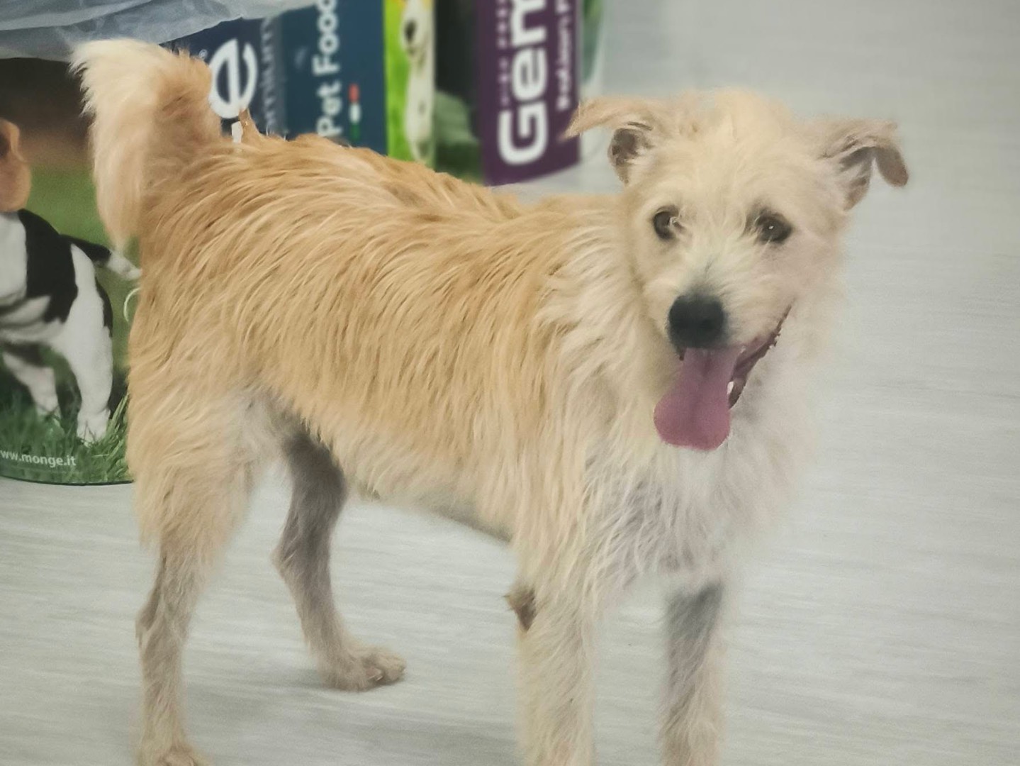 Adotta un cane, maschio, 5 anni, Cosenza