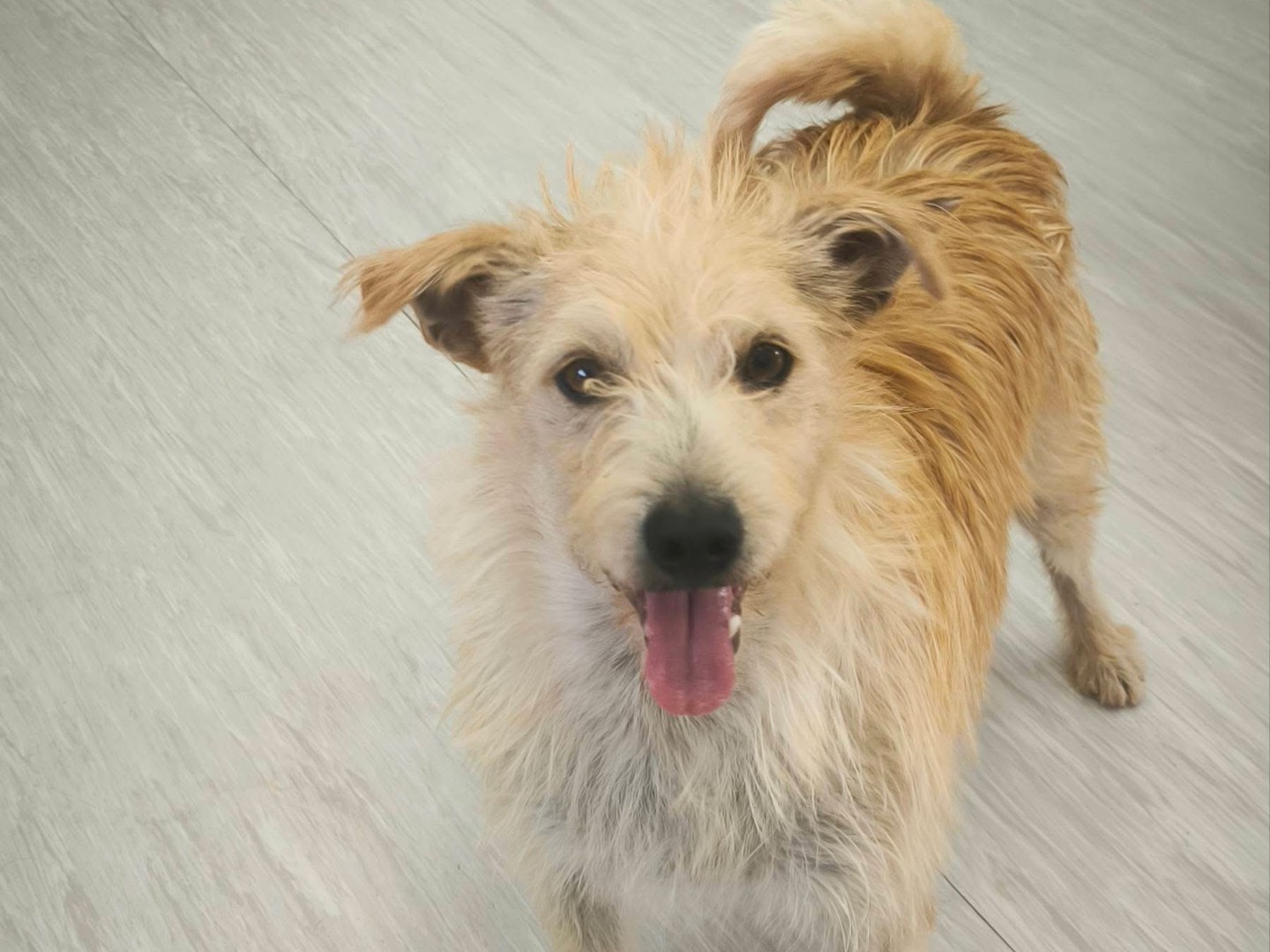 Adozione cane, maschio, Razza sconosciuta Razza sconosciuta, 5 anni, taglia media contenuta, Cosenza
