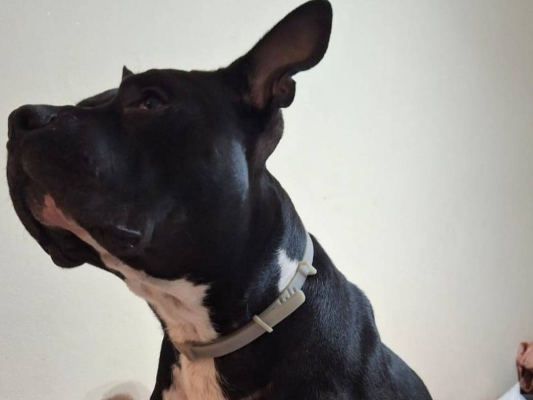 Adozione cane, maschio, American Staffordshire Terrier Razza sconosciuta, 3 anni e 4 mesi, taglia grande, Mantova