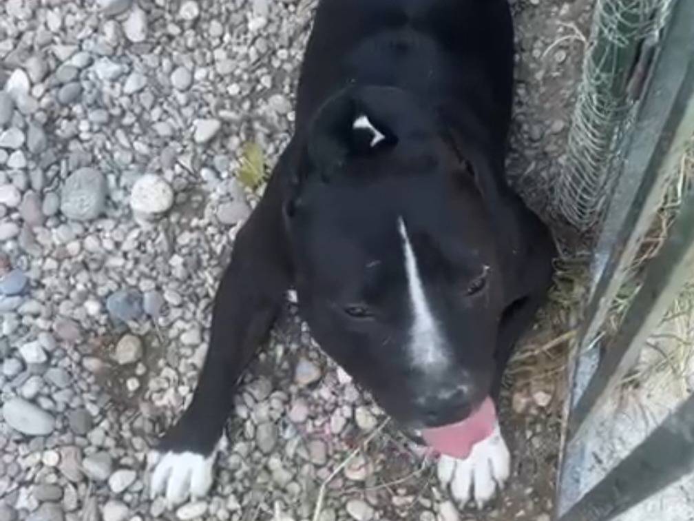 Adotta un cane, maschio, 3 anni e 4 mesi, Mantova