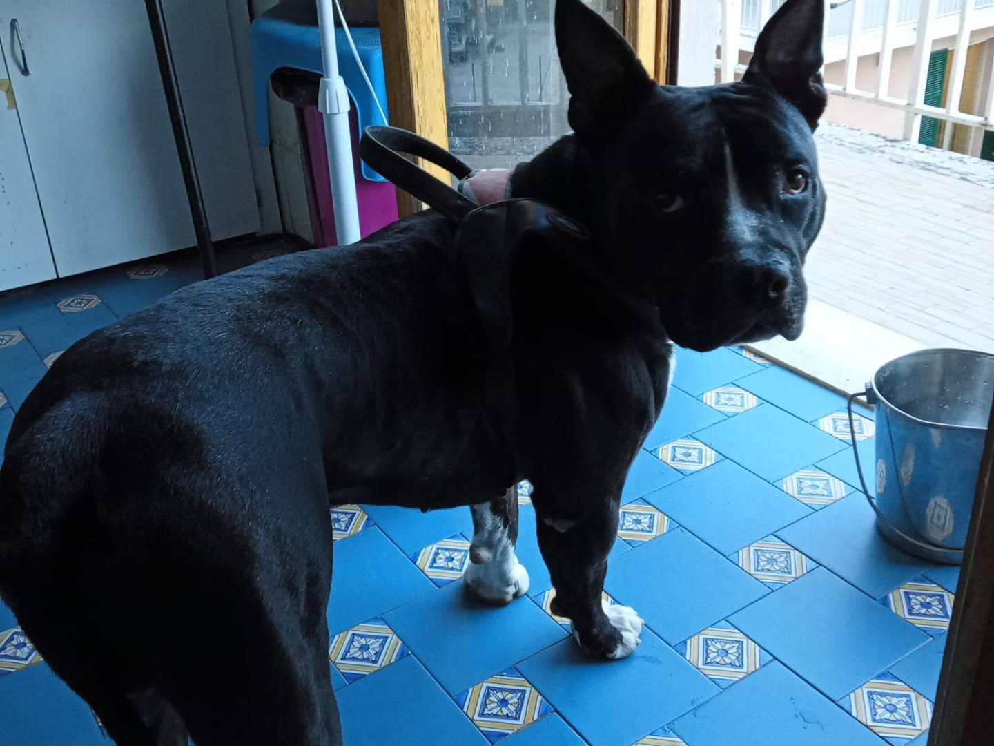 Adotta un cane, taglia grande, maschio, Mantova