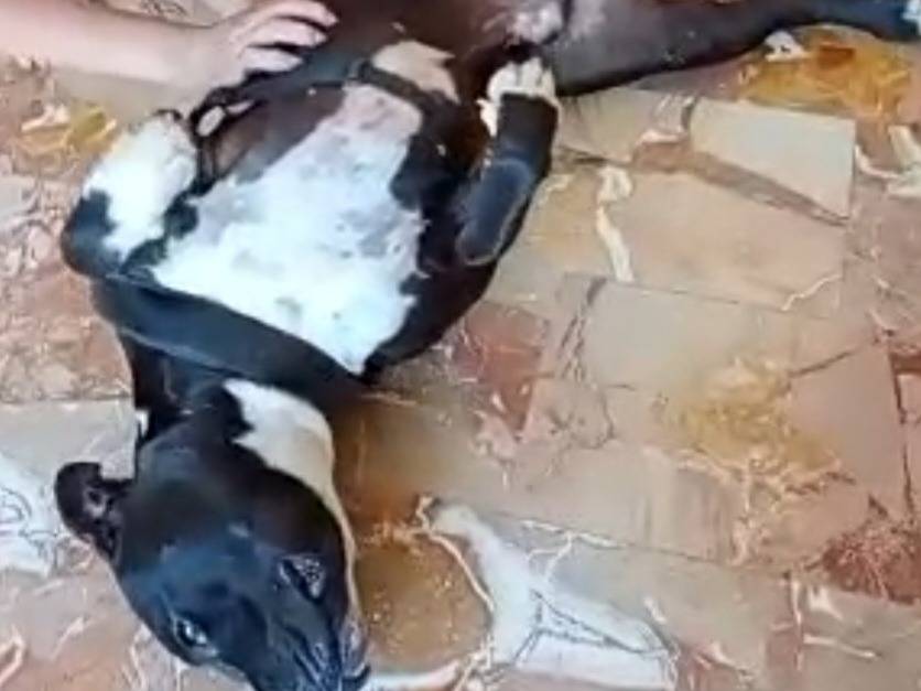 Vuoi adottare un cane a Mantova?