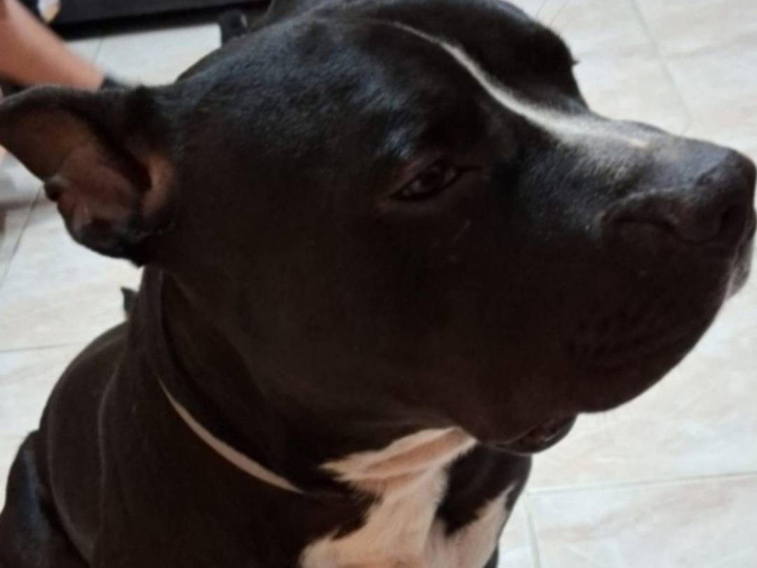 Adotta il cane Ares e la sua sfortunata vita a Mantova