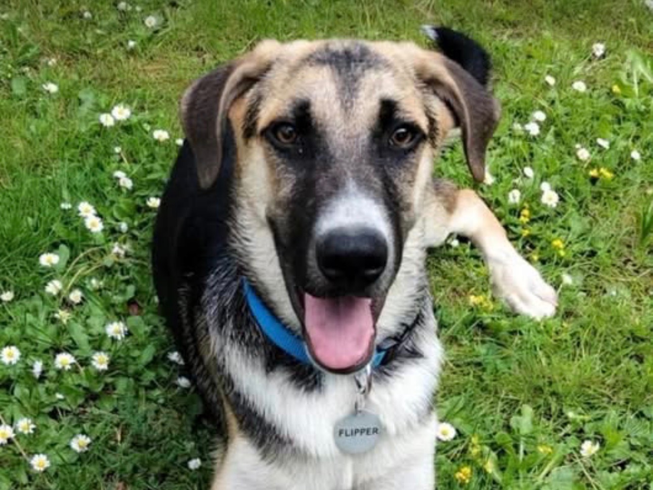 Adozione cane, maschio, Pastore tedesco Razza sconosciuta, 6 mesi, taglia media, Siracusa