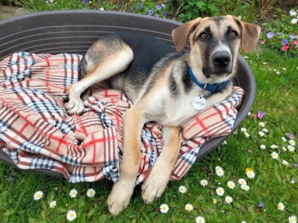 Adotta un cane, maschio, 6 mesi, Siracusa