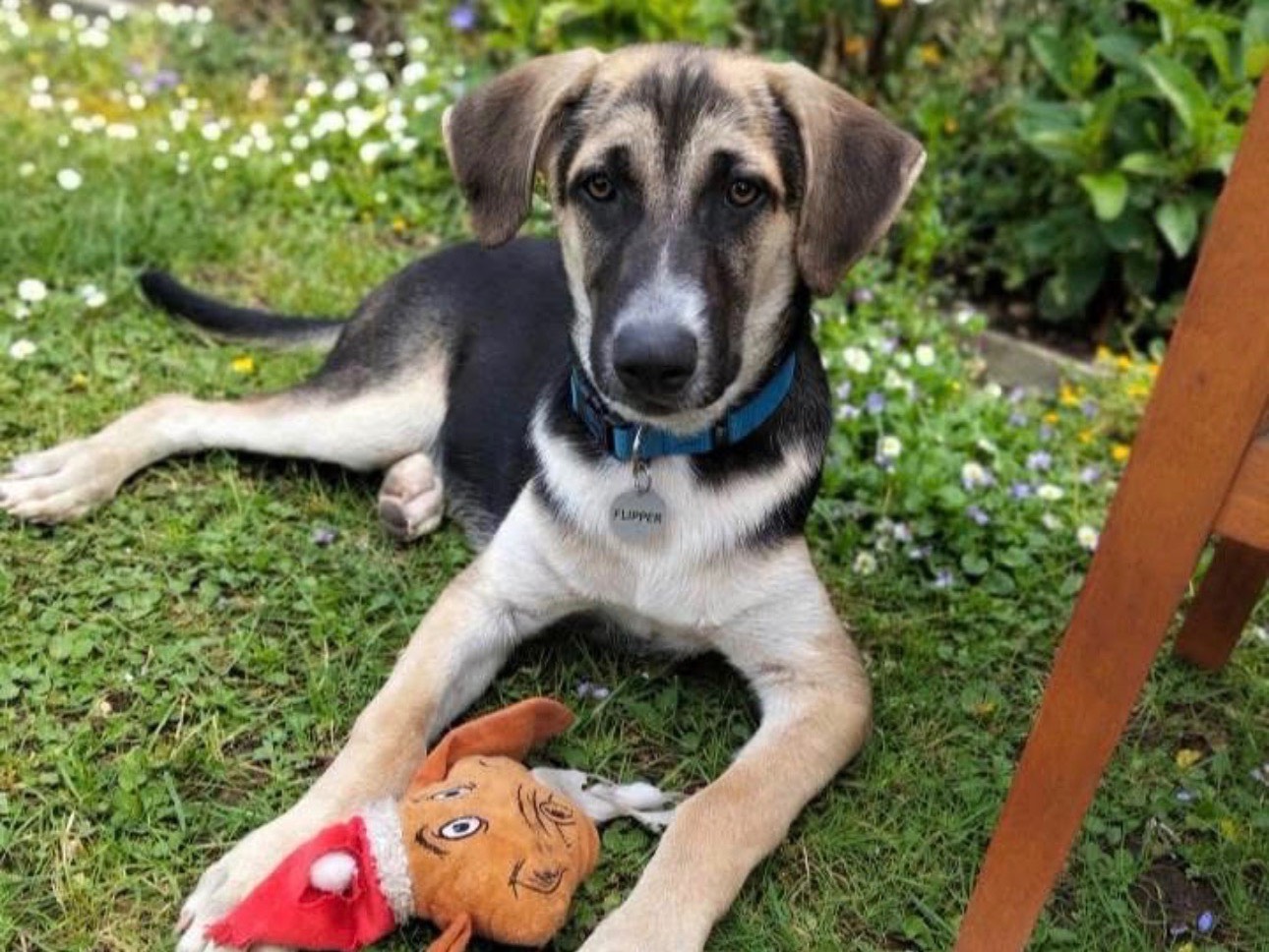 Adotta un cane, taglia media, maschio, Siracusa