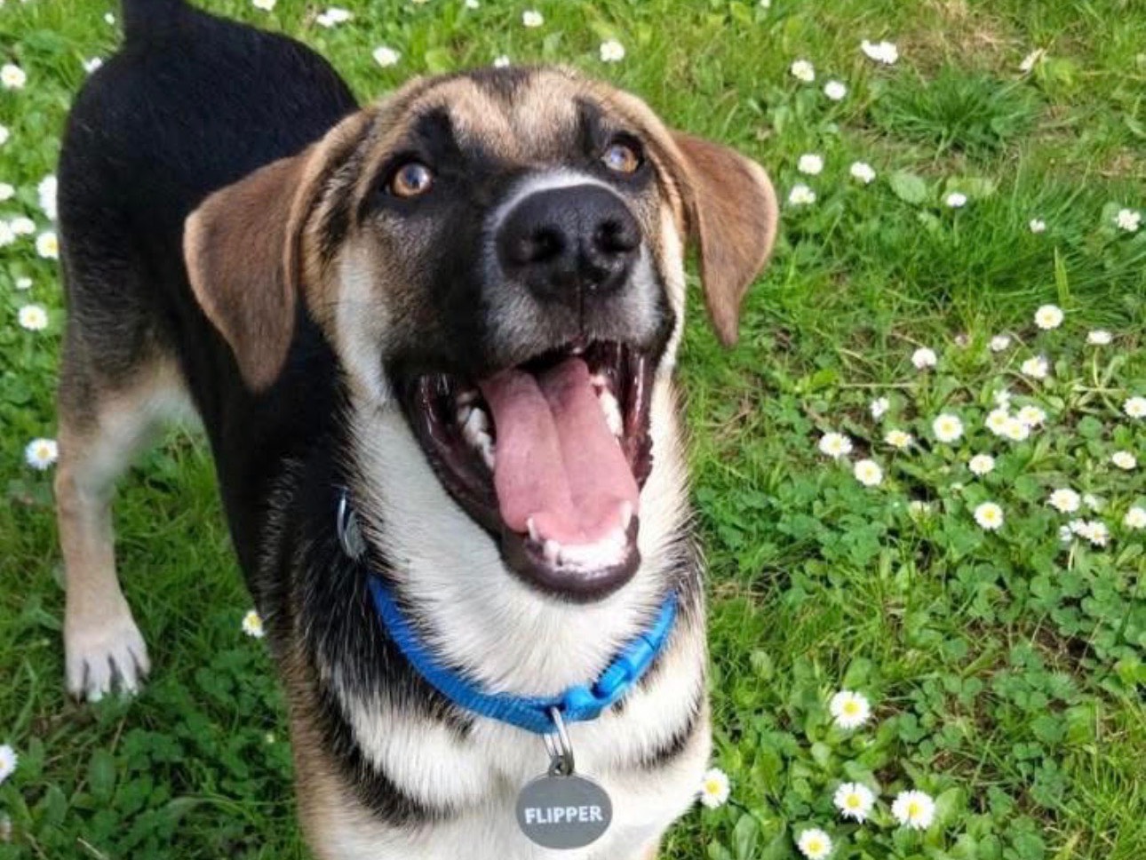 Vuoi adottare un cane a Siracusa?