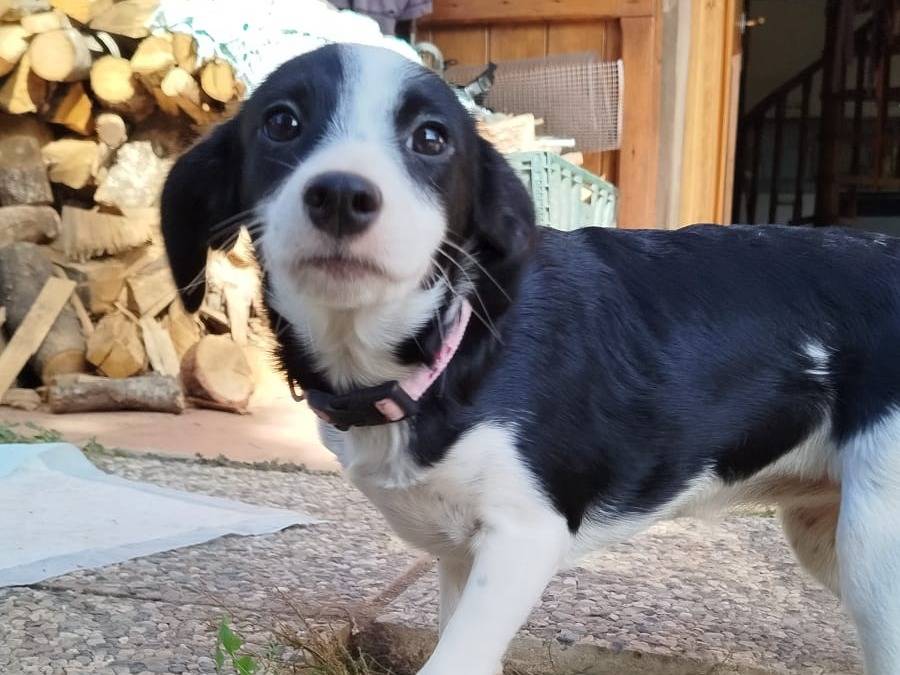 Adozione cane, femmina, Razza sconosciuta Razza sconosciuta, 3 mesi, taglia piccola, Pistoia