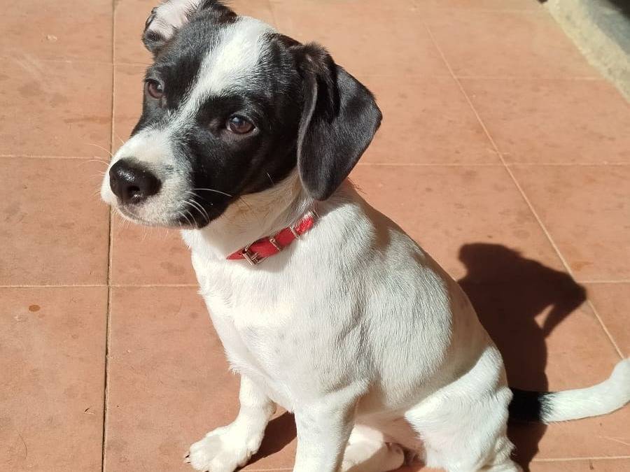 Adotta un cane, femmina, 3 mesi, Pistoia