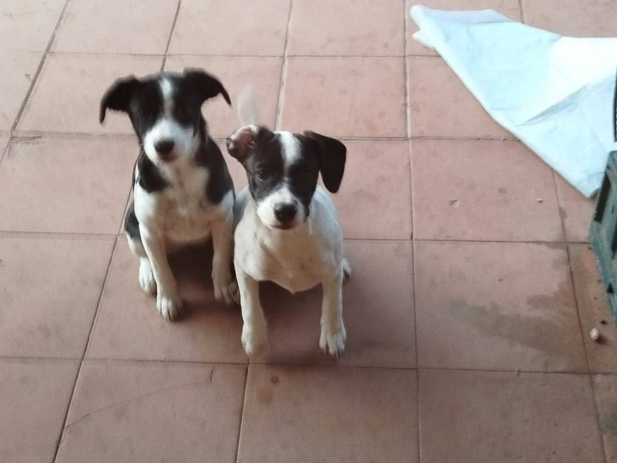 Adotta un cane, taglia piccola, femmina, Pistoia