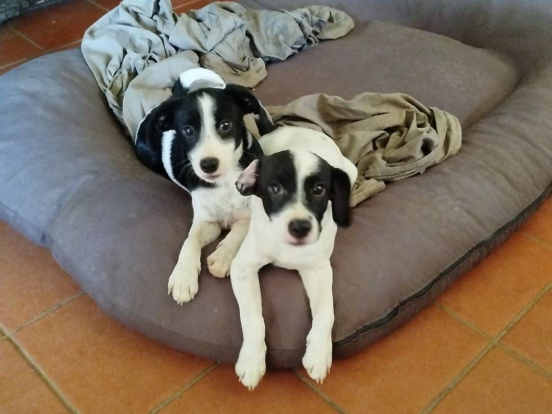 Vuoi adottare un cane a Pistoia?