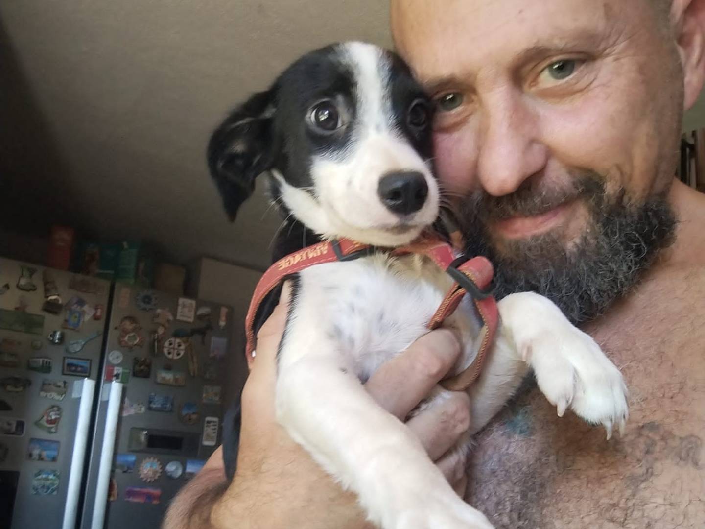 Adotta il cane PAI e PRINGLES a Pistoia