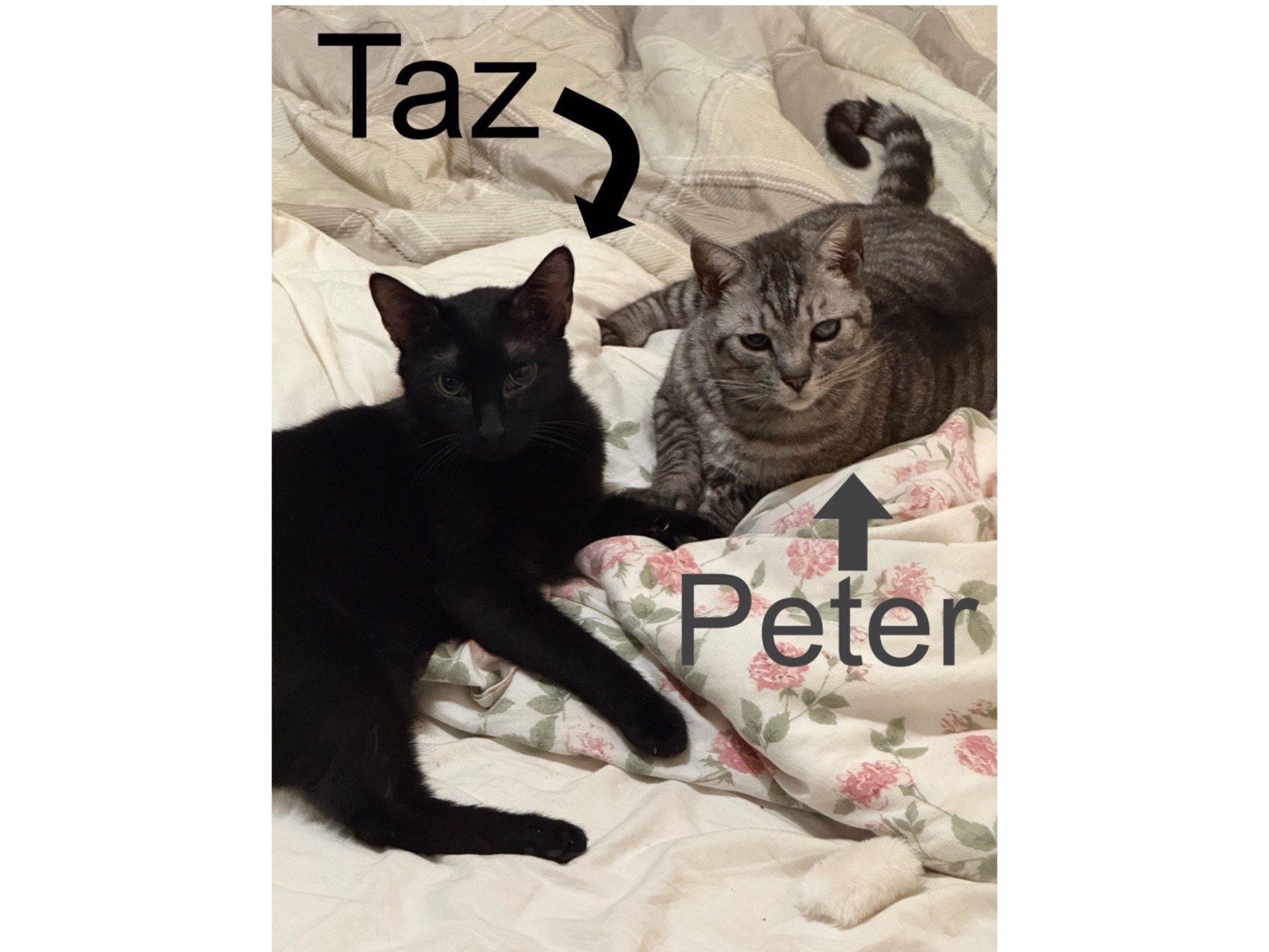 Adozione gatto, maschio, Razza sconosciuta Razza sconosciuta, 6 anni e 3 mesi, taglia non valida, Teramo